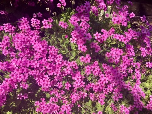 Ocracoke in Bloom Oxalis is one of the first spring blooms.